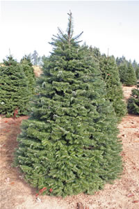 Grand Fir