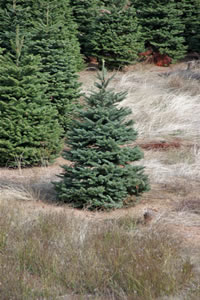 Tree Farm