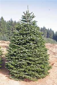 Nordmann Fir