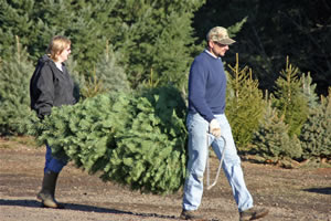 carrying tree