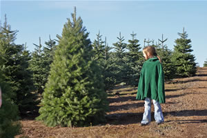 The Perfect Tree